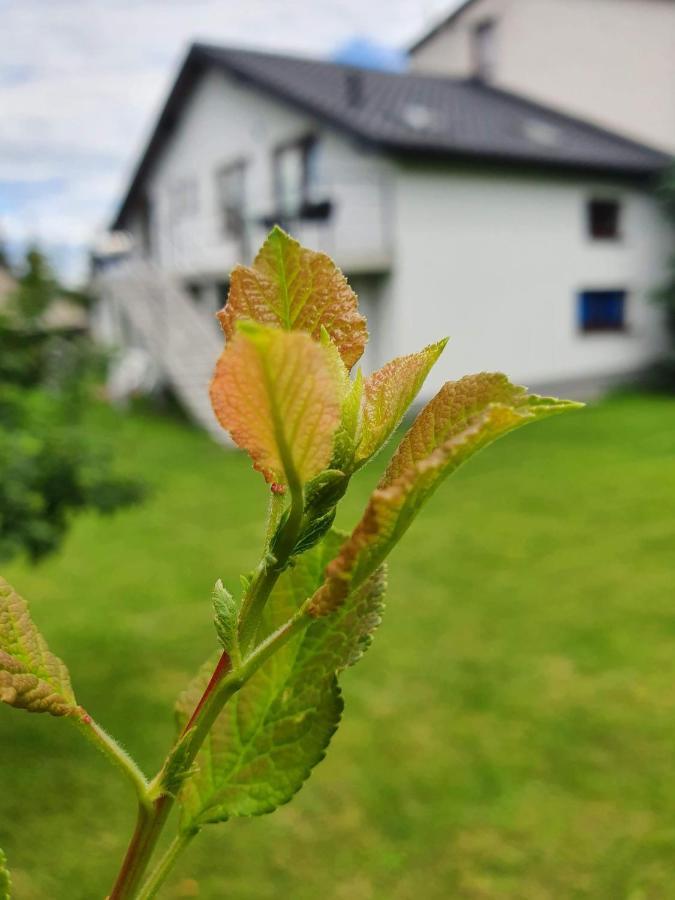 Pokoje Przy Zamku Podzamcze  Exteriér fotografie